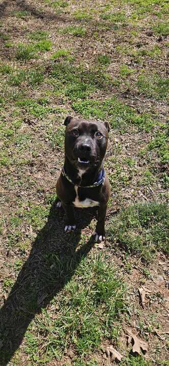 Enlarge Gates, a ADOPTABLE mixed breed in Richmond, VA image 2/4