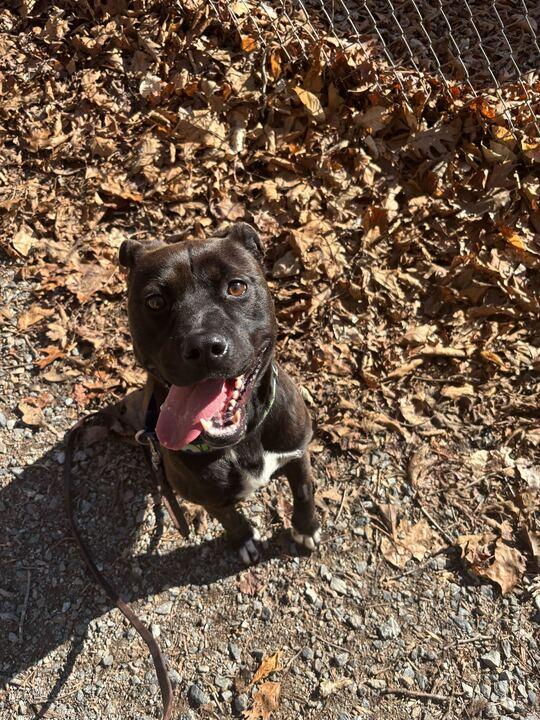 Enlarge Gates, a ADOPTABLE mixed breed in Richmond, VA image 1/4