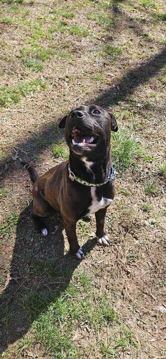 Enlarge Gates, a ADOPTABLE mixed breed in Richmond, VA image 4/4