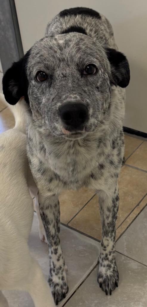 Sebastianne, Adoptable, Adult Female Australian Cattle Dog / Blue Heeler & Labrador Retriever.