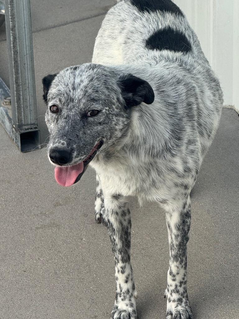 Enlarge Sebastianne, a Adoptable mixed breed in Fort Lupton, CO image 2/6