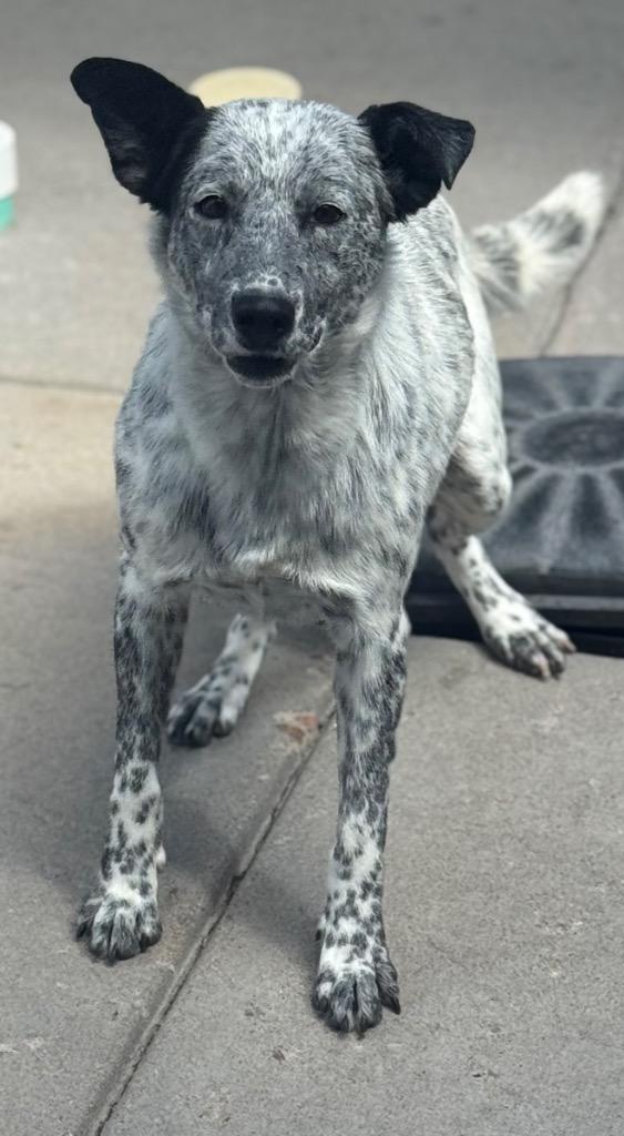 Enlarge Sebastianne, a Adoptable mixed breed in Fort Lupton, CO image 4/6