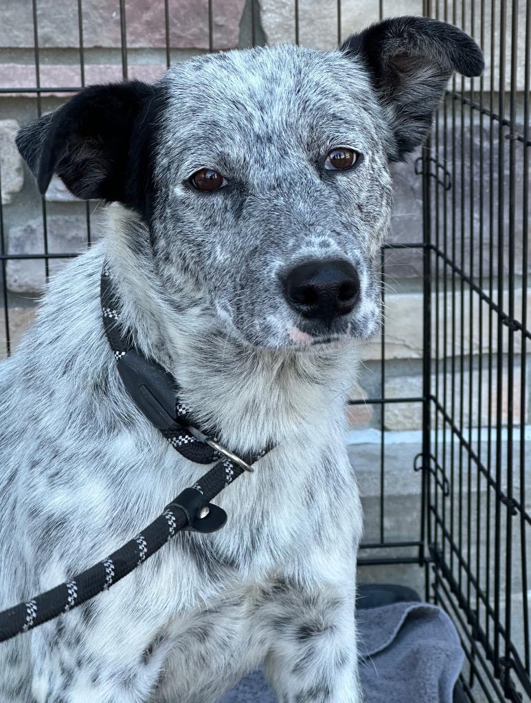 Enlarge Sebastianne, a Adoptable mixed breed in Fort Lupton, CO image 5/6
