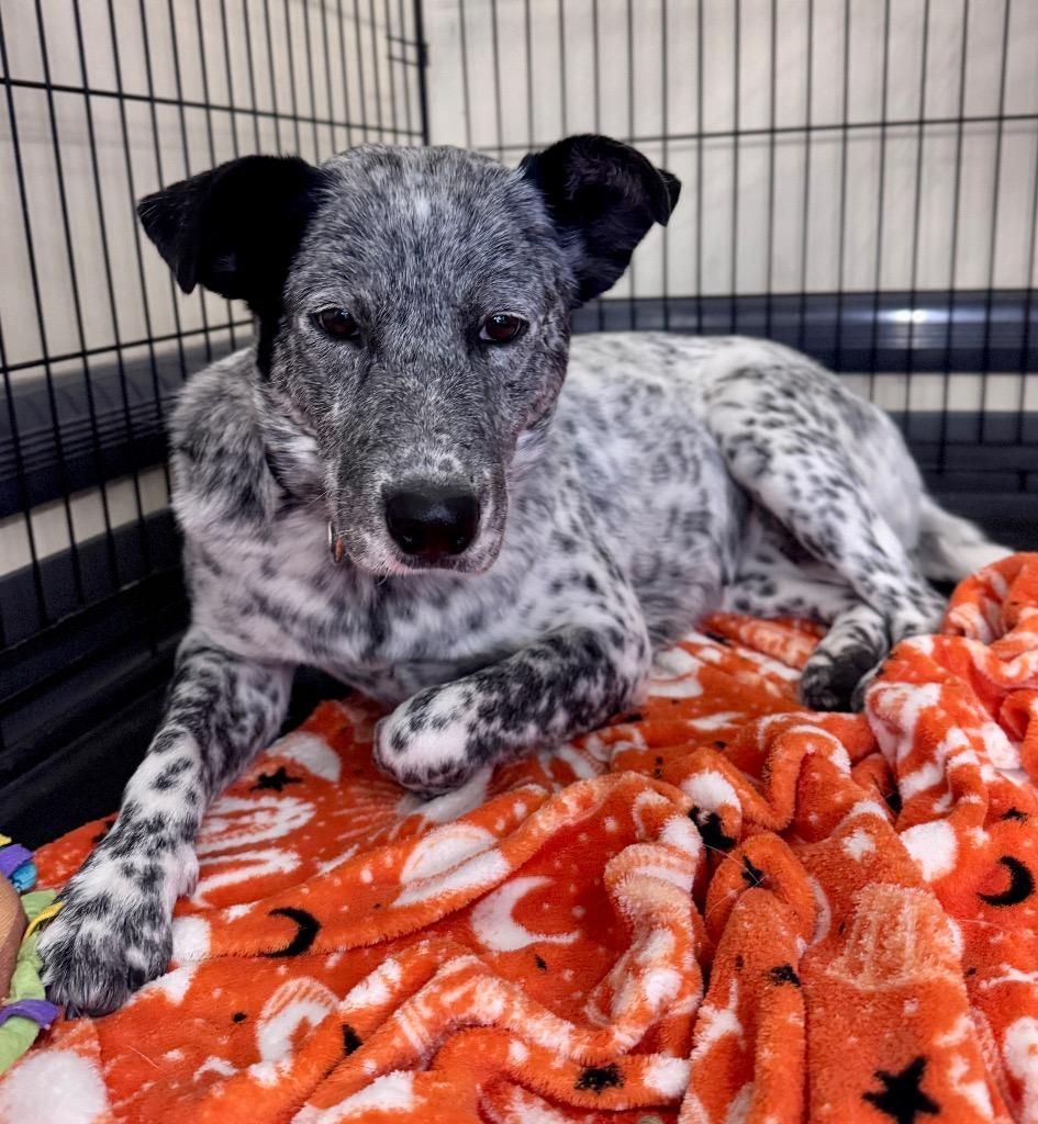 Enlarge Sebastianne, a Adoptable mixed breed in Fort Lupton, CO image 6/6