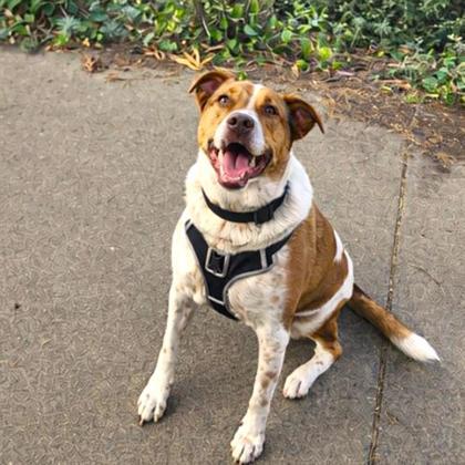 Tulip, Adoptable, Adult Female Cattle Dog & Mixed Breed.