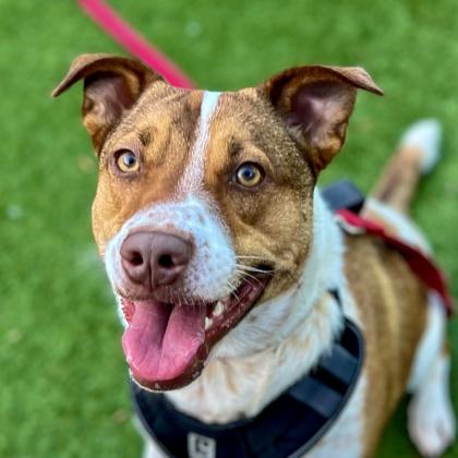 Tulip, Adoptable, Adult Female Cattle Dog & Mixed Breed.