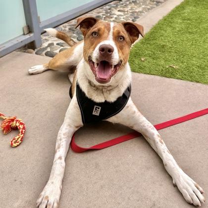 Tulip, a Adoptable mixed breed in San Francisco, CA image 2/3