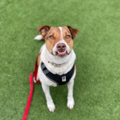 Tulip, a Adoptable mixed breed in San Francisco, CA image 3/3