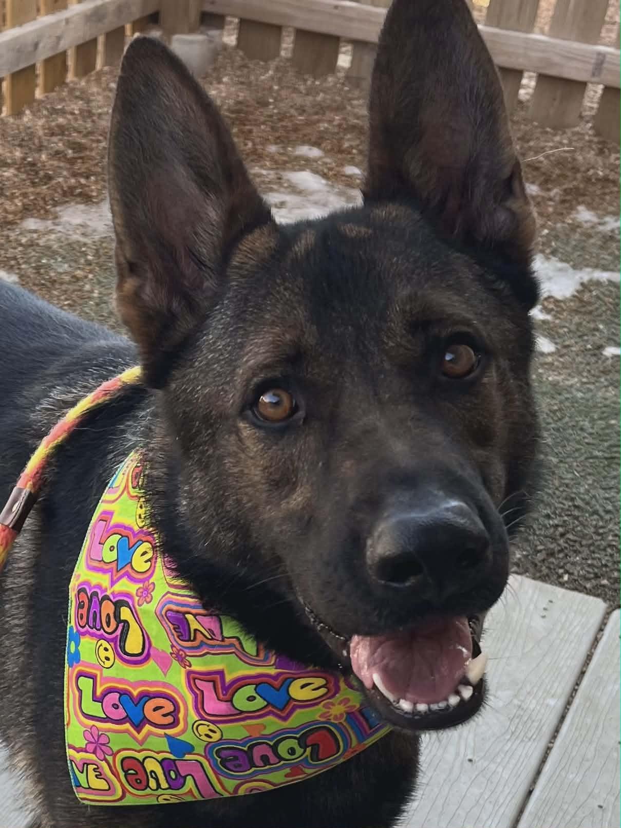 Ocho, Adoptable, Adult Male German Shepherd Dog.