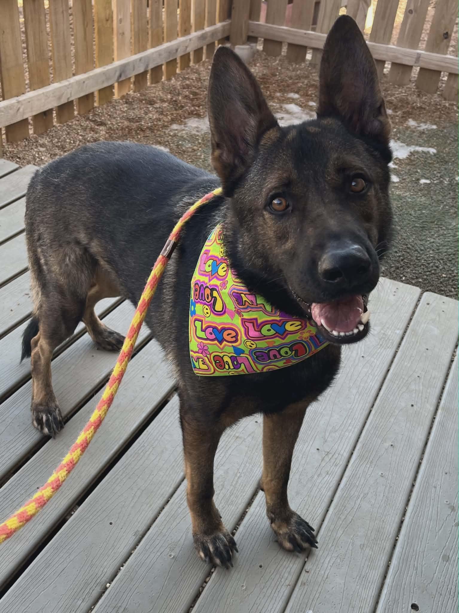 Enlarge Ocho, a Adoptable German Shepherd Dog in Chesterfield, MO image 5/5