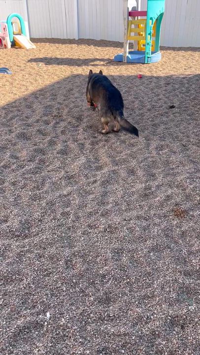 Enlarge Ocho, an adopted German Shepherd Dog in Chesterfield, MO video 2/6