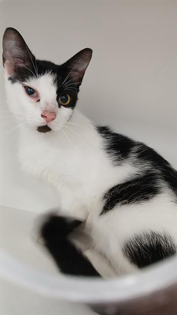 Enlarge RAFFINA, a Adoptable Domestic Short Hair in Winter Haven, FL image 1/1