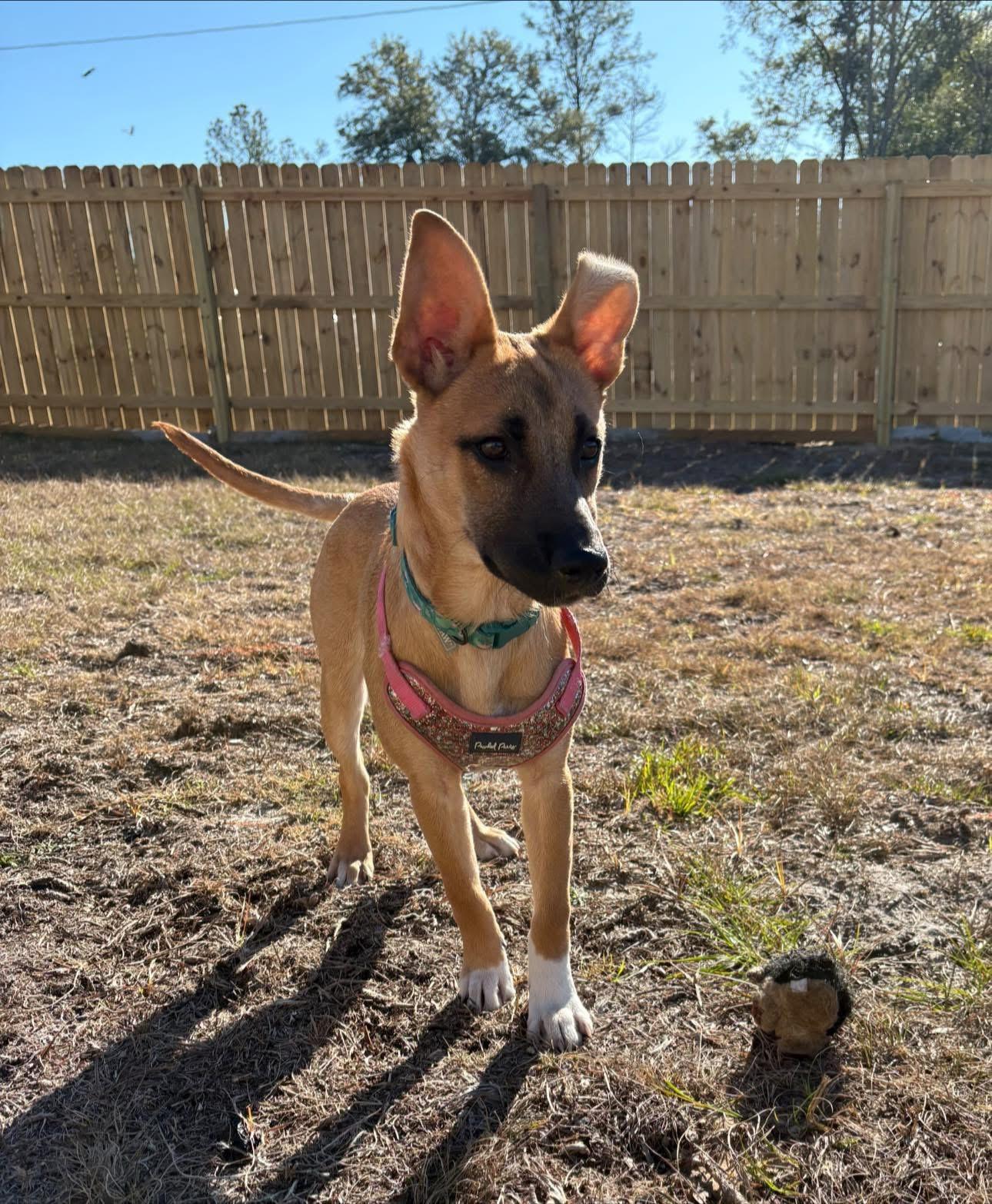 Enlarge Sage, an adoption pending mixed breed in Inverness, FL image 4/4