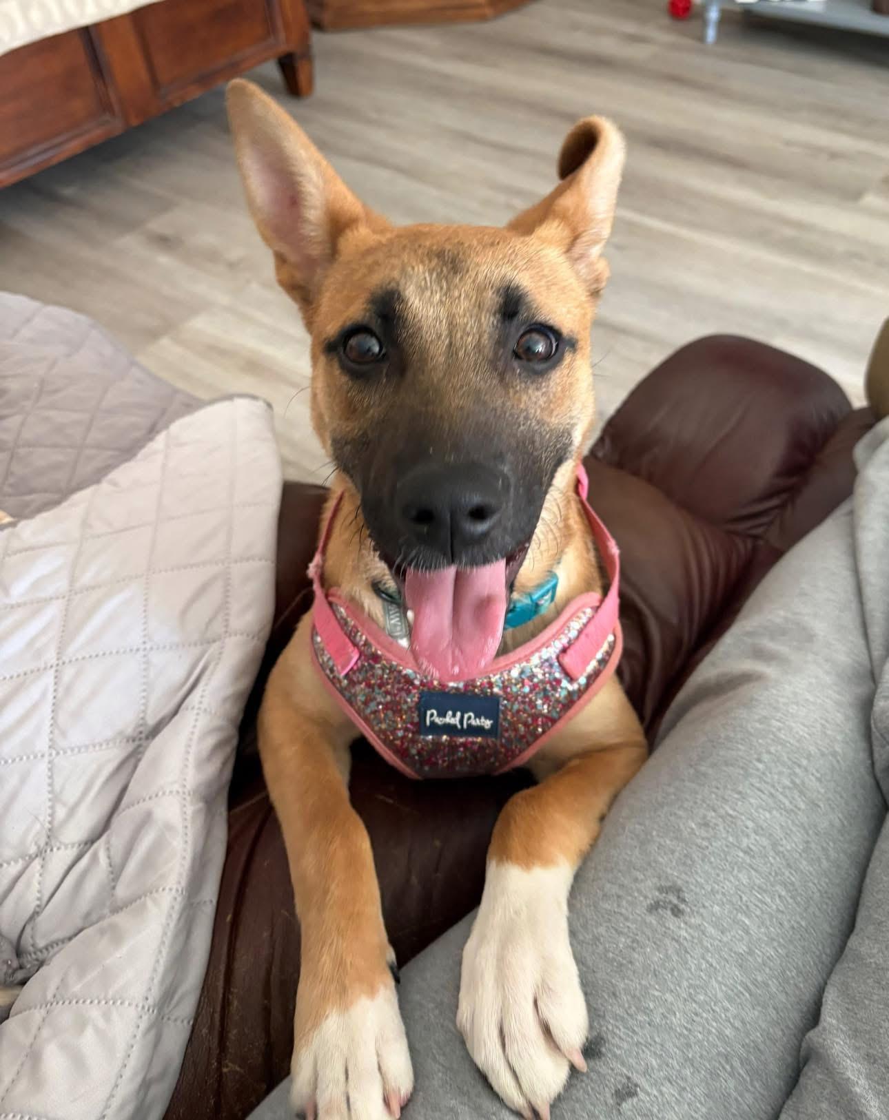 Sage, Adoptable, Puppy Female German Shepherd Dog.