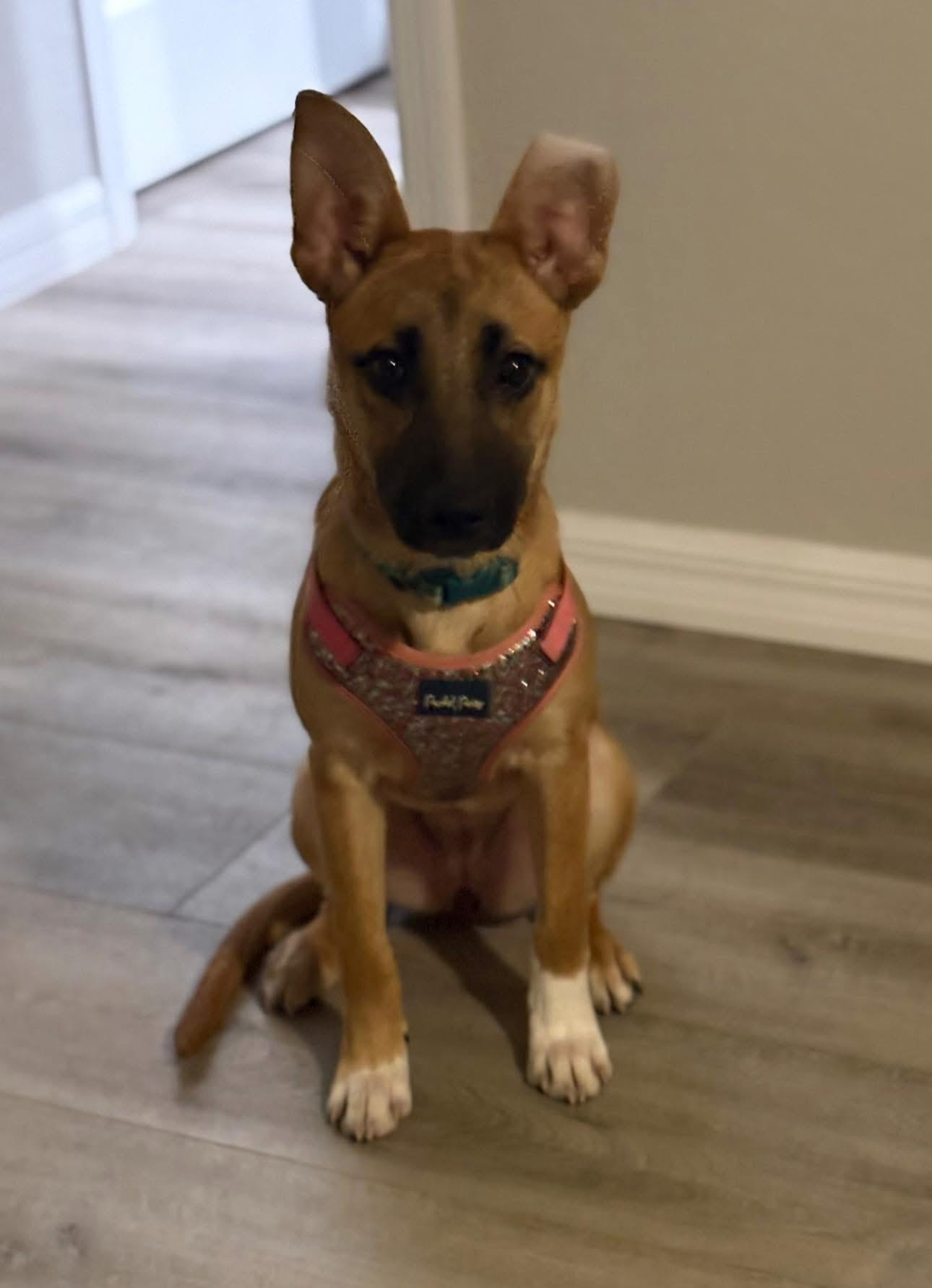 Enlarge Sage, an adoption pending mixed breed in Inverness, FL image 3/4