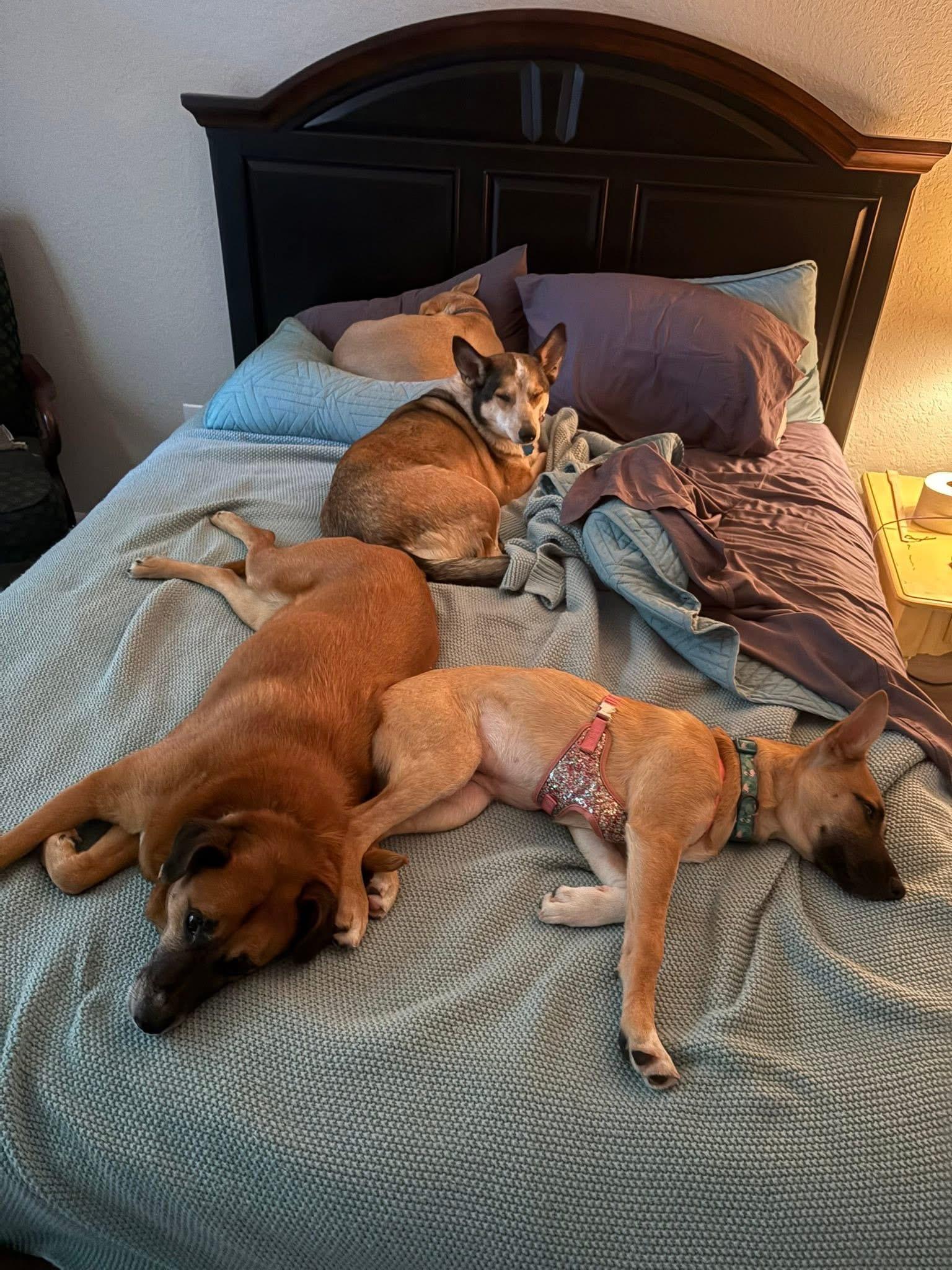 Enlarge Sage, an adoption pending mixed breed in Inverness, FL image 2/4