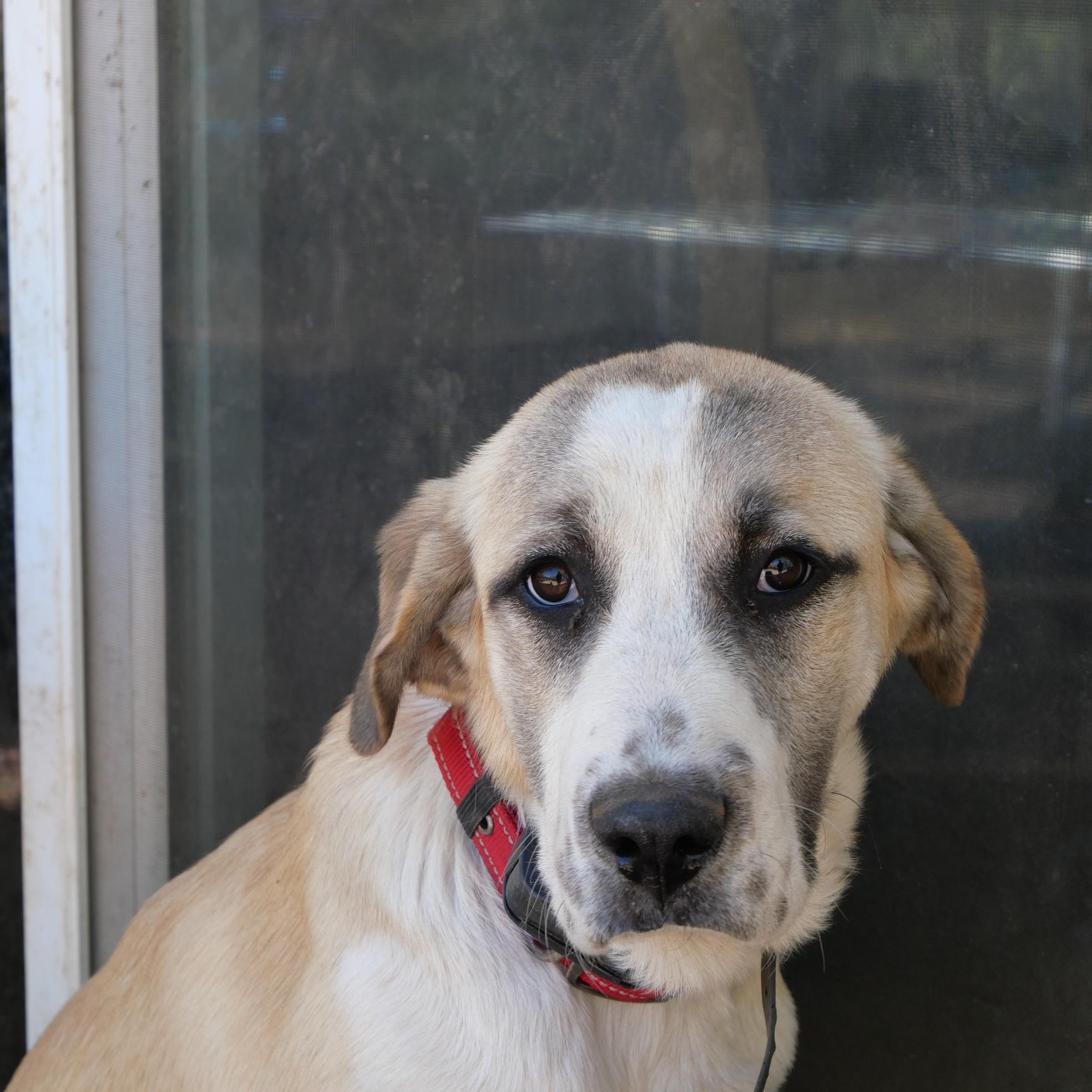 Reba, a ADOPTABLE mixed breed in Boulder, CO image 3/6