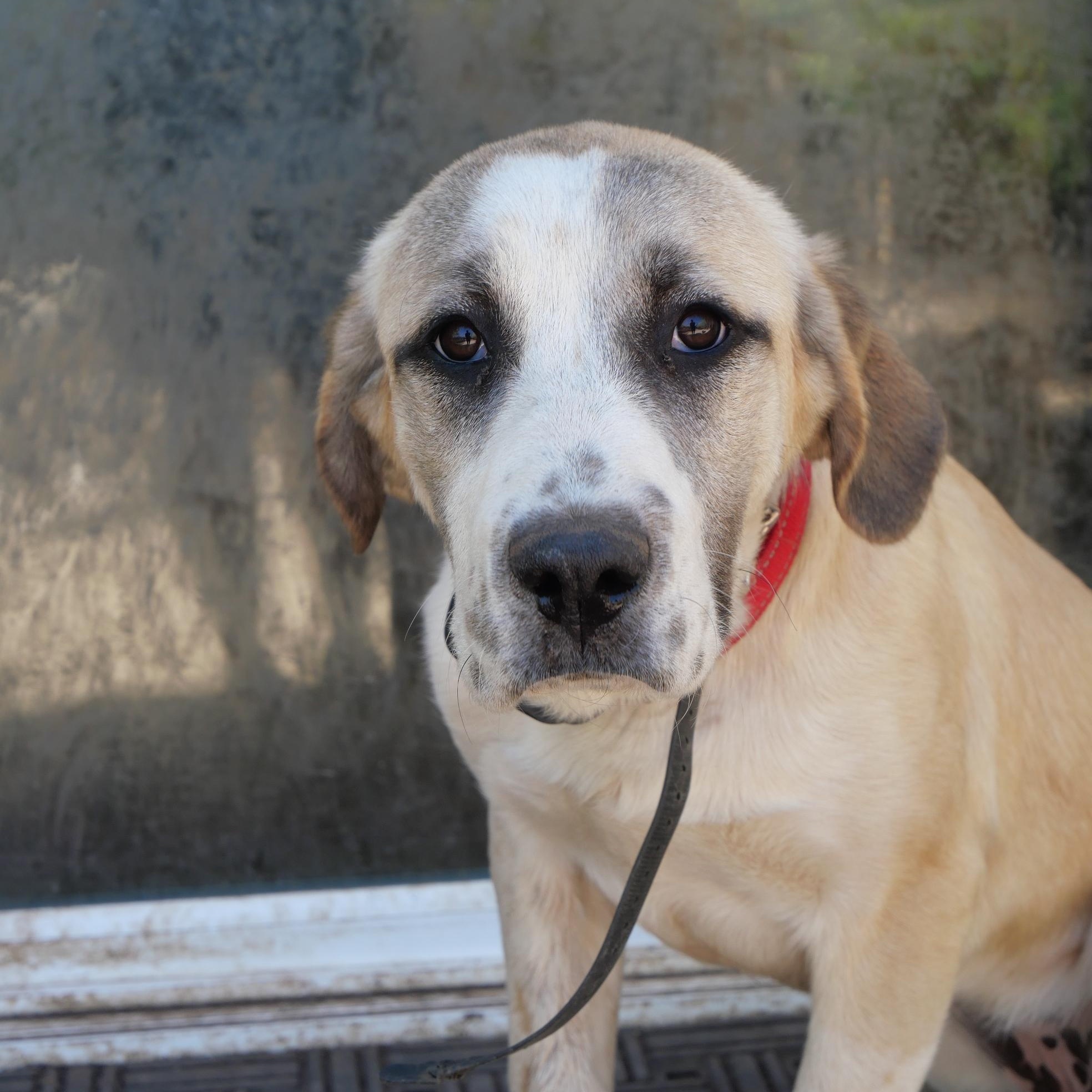 Reba, a ADOPTABLE mixed breed in Boulder, CO image 1/6