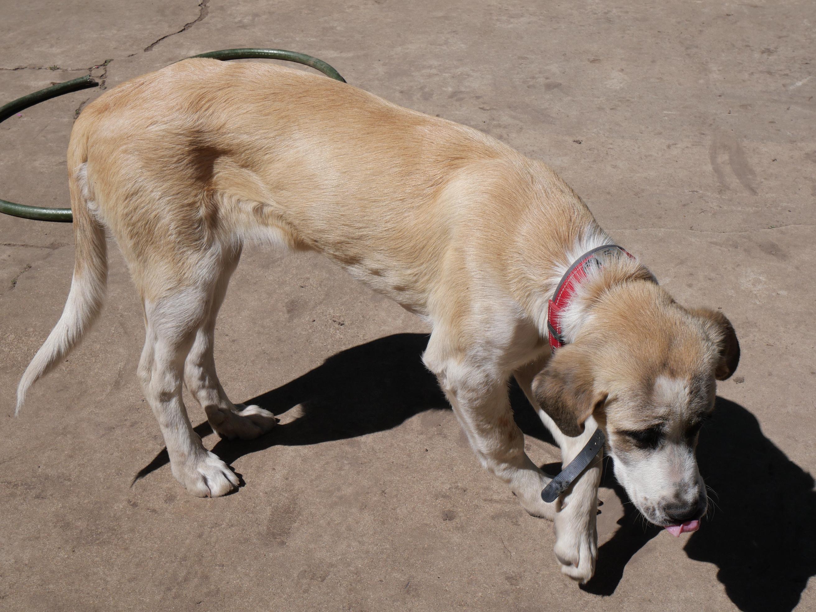 Reba, a ADOPTABLE mixed breed in Boulder, CO image 2/6