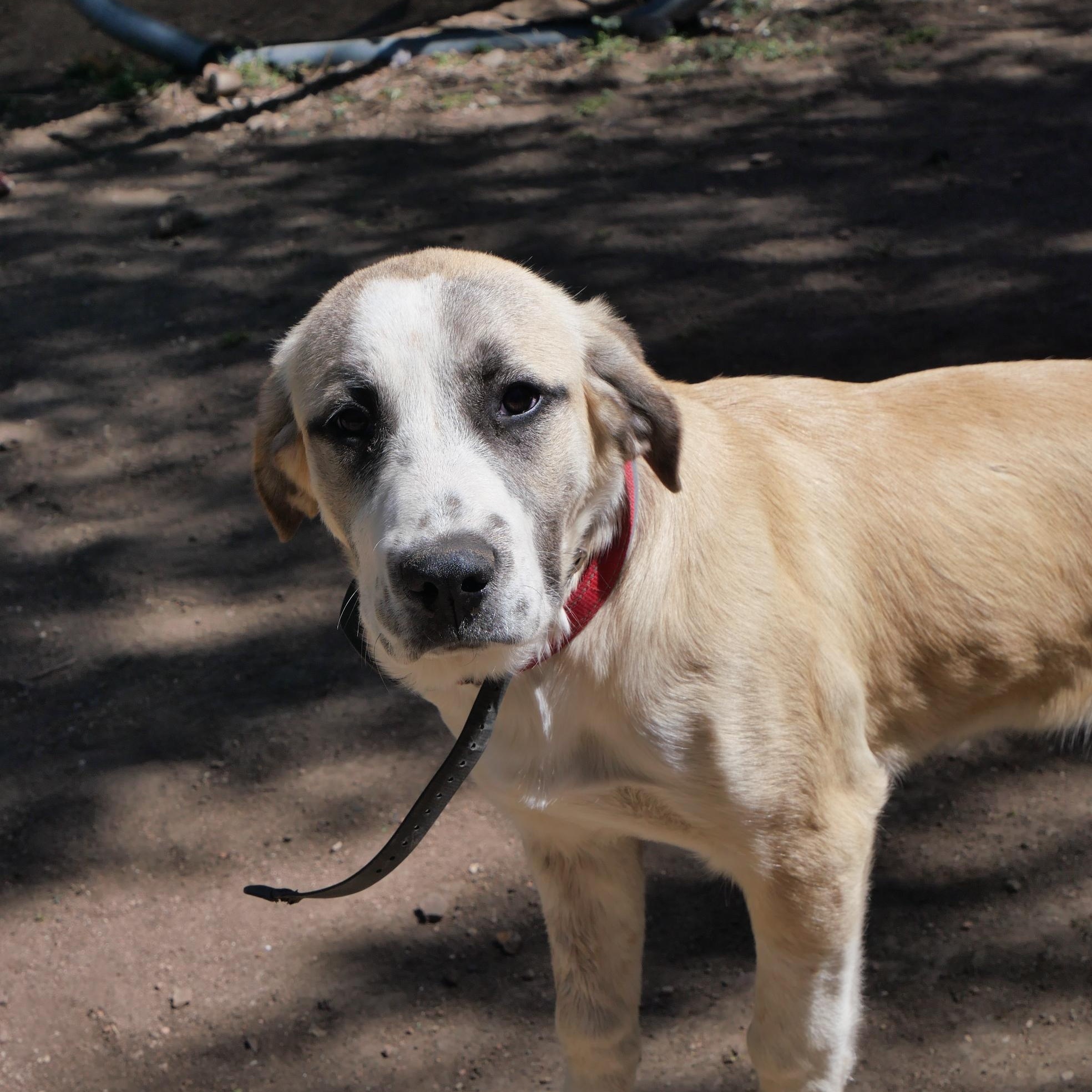 Reba, a ADOPTABLE mixed breed in Boulder, CO image 5/6