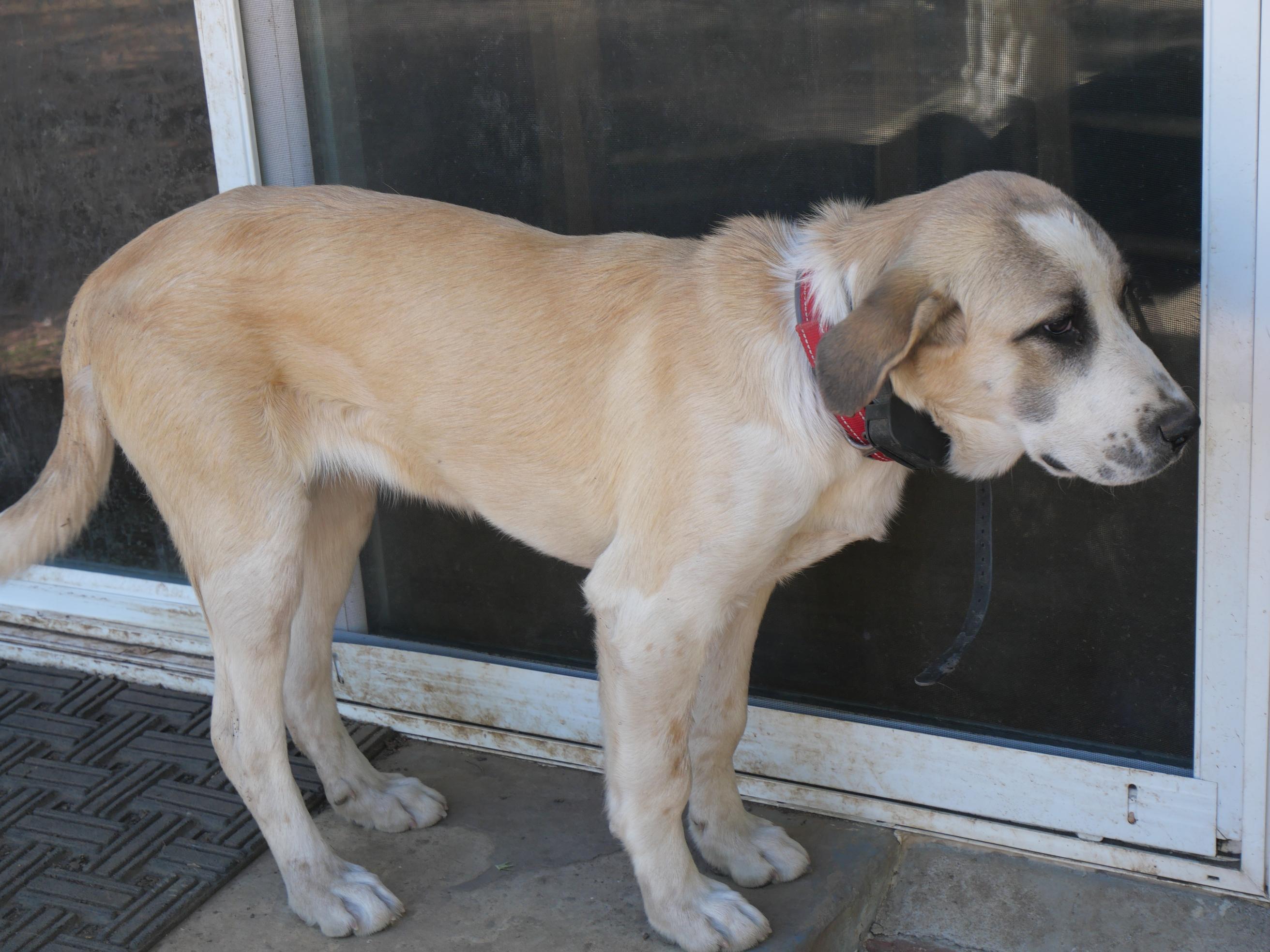 Reba, a ADOPTABLE mixed breed in Boulder, CO image 4/6