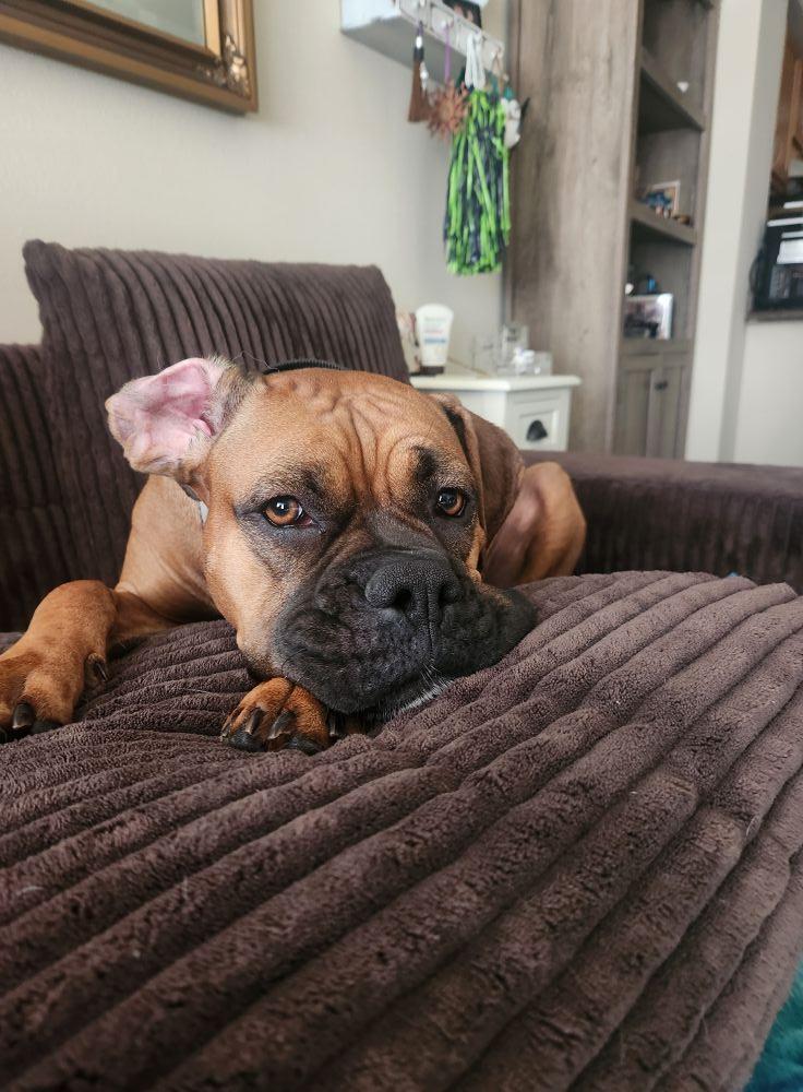 Georgia, Adopted, Adult Female Boxer.