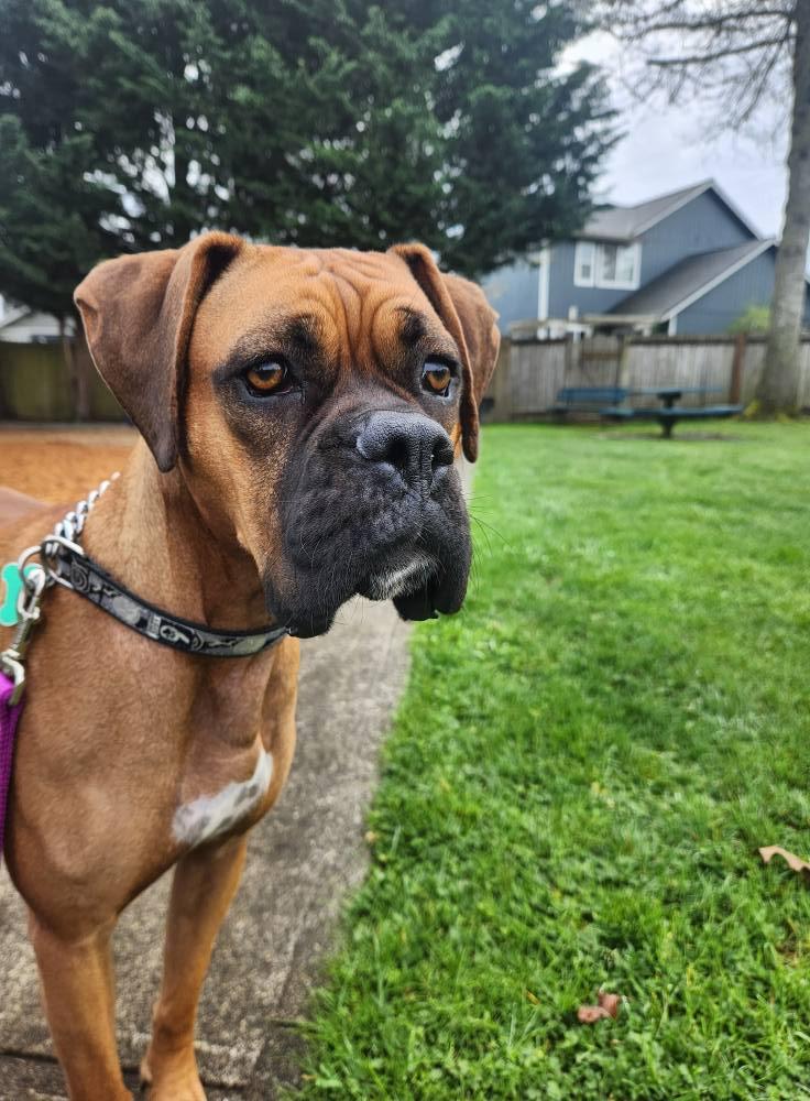 Georgia, a Adopted Boxer in Woodinville, WA image 2/3