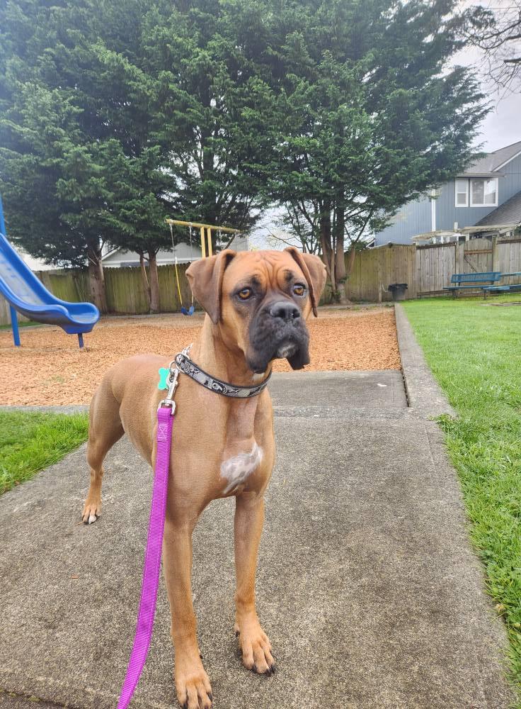 Georgia, a Adopted Boxer in Woodinville, WA image 3/3