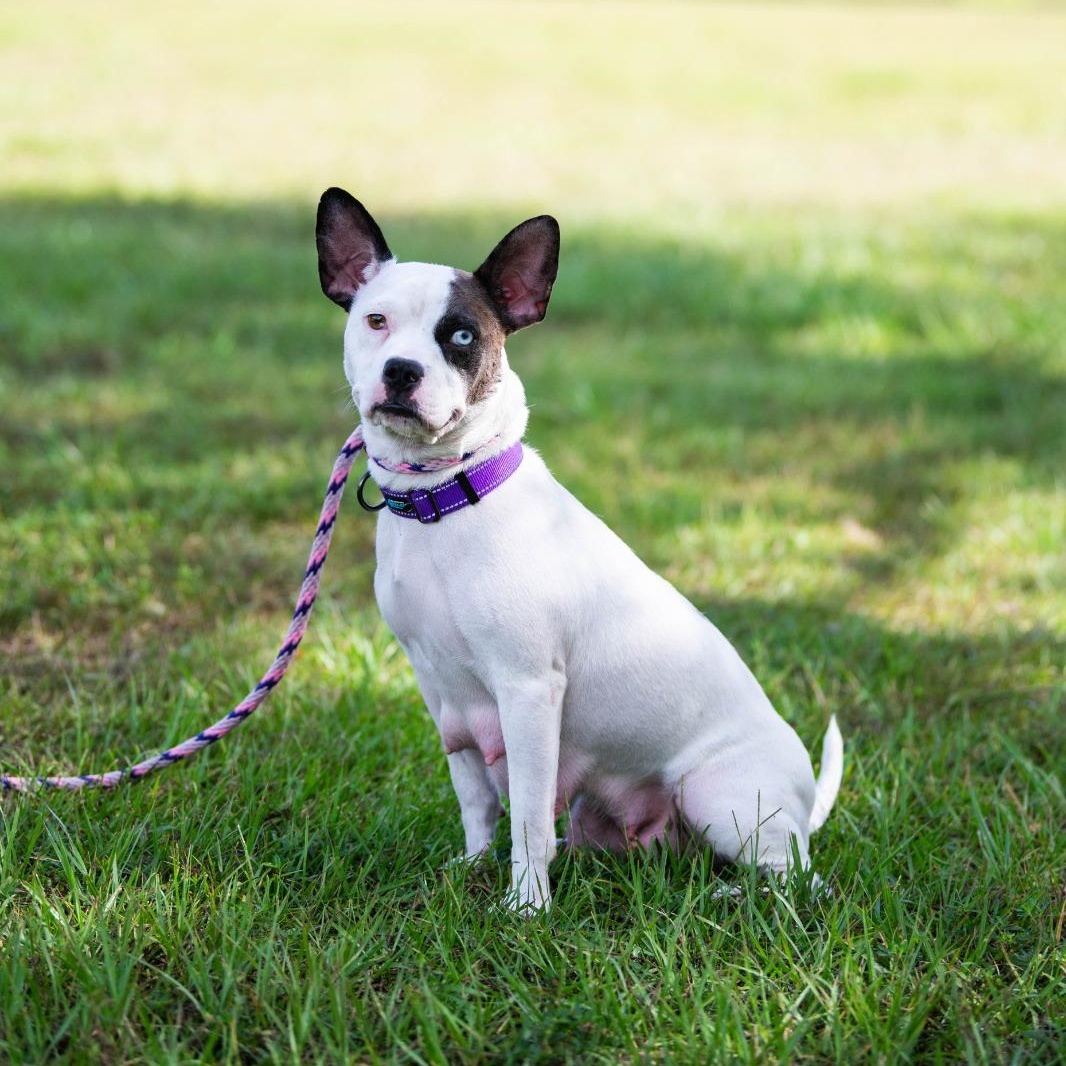 Enlarge Brie, a Adoptable mixed breed in Jacksonville , FL image 2/6