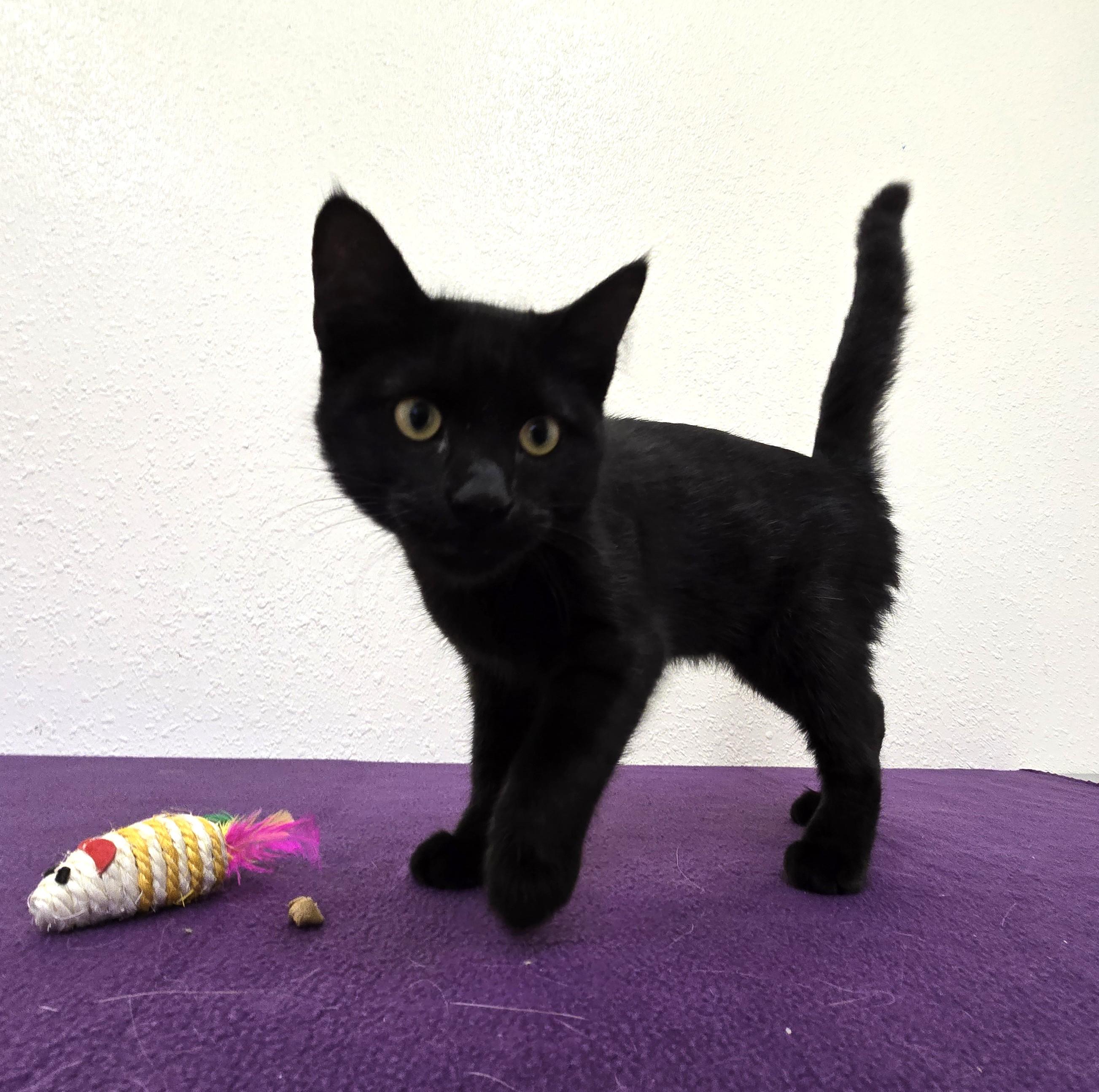 Mowgli, a ADOPTABLE Domestic Short Hair in Red Wing, MN image 4/5