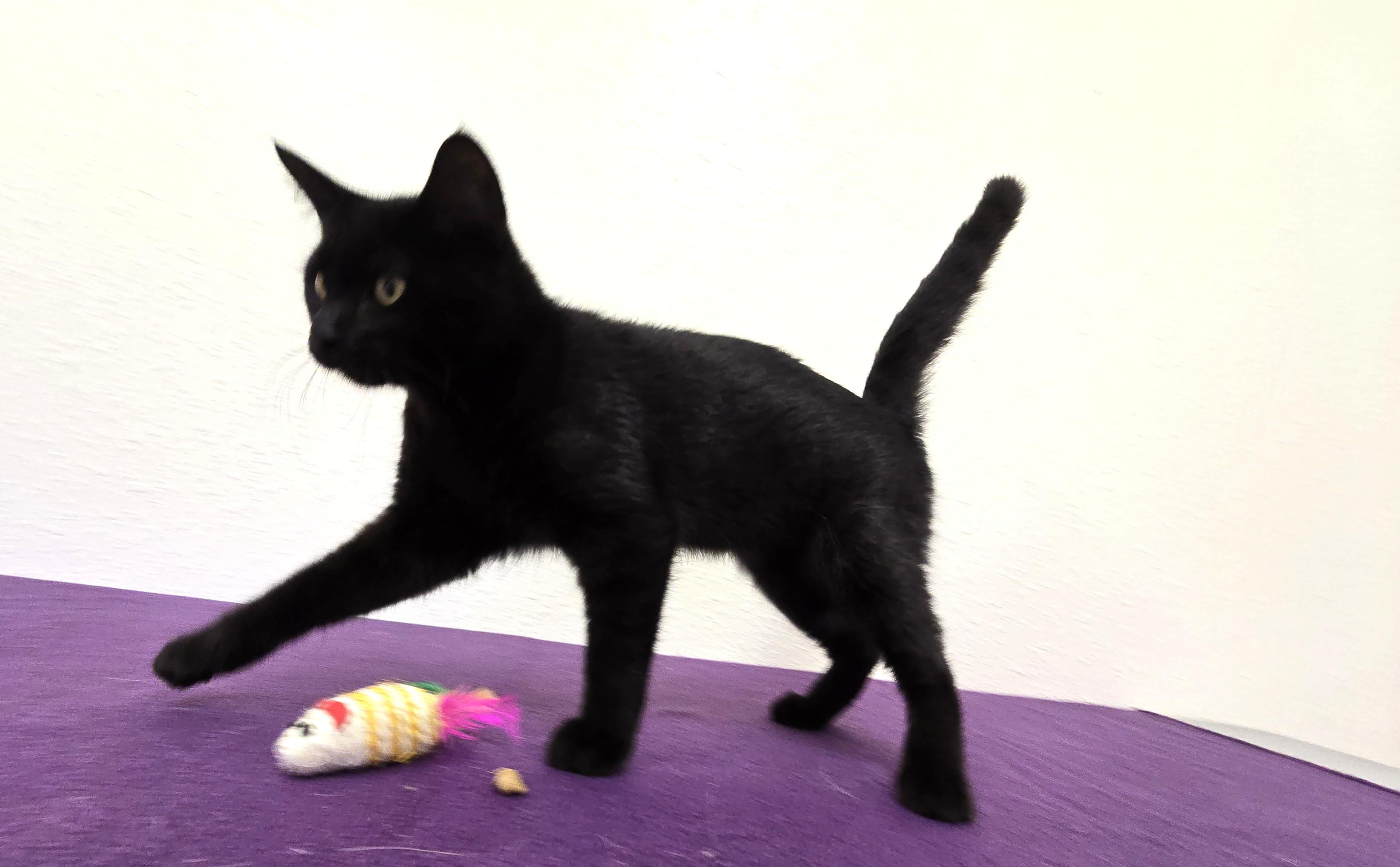 Mowgli, a ADOPTABLE Domestic Short Hair in Red Wing, MN image 2/5