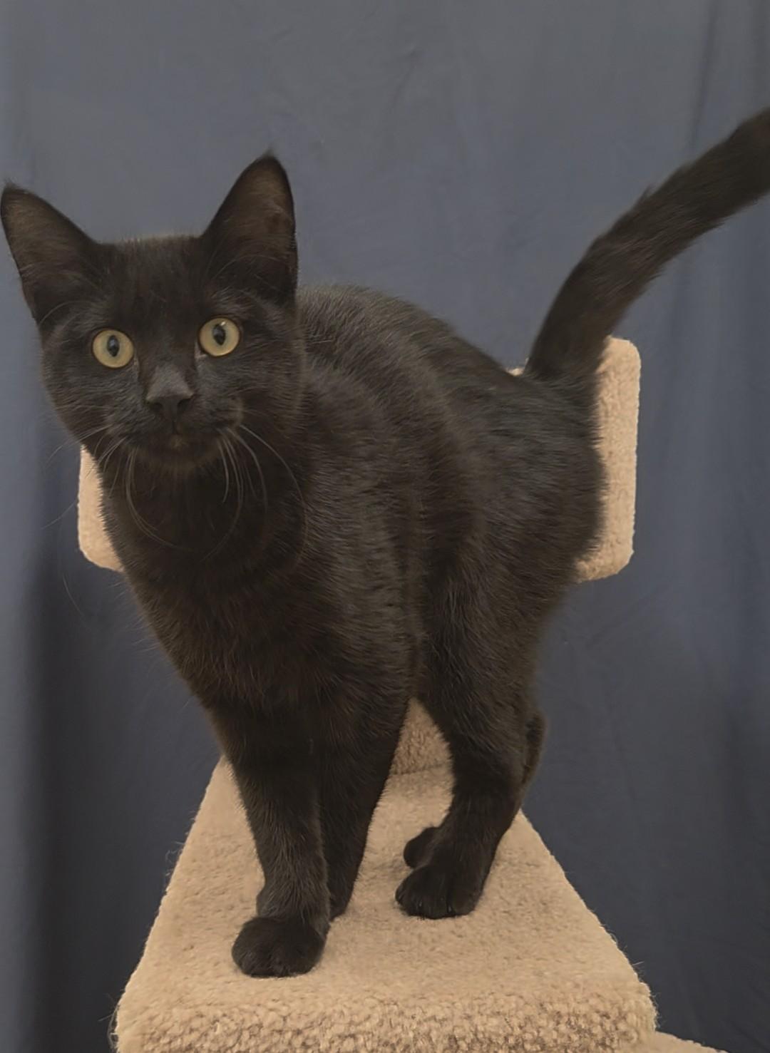 Mowgli, a ADOPTABLE Domestic Short Hair in Red Wing, MN image 1/5