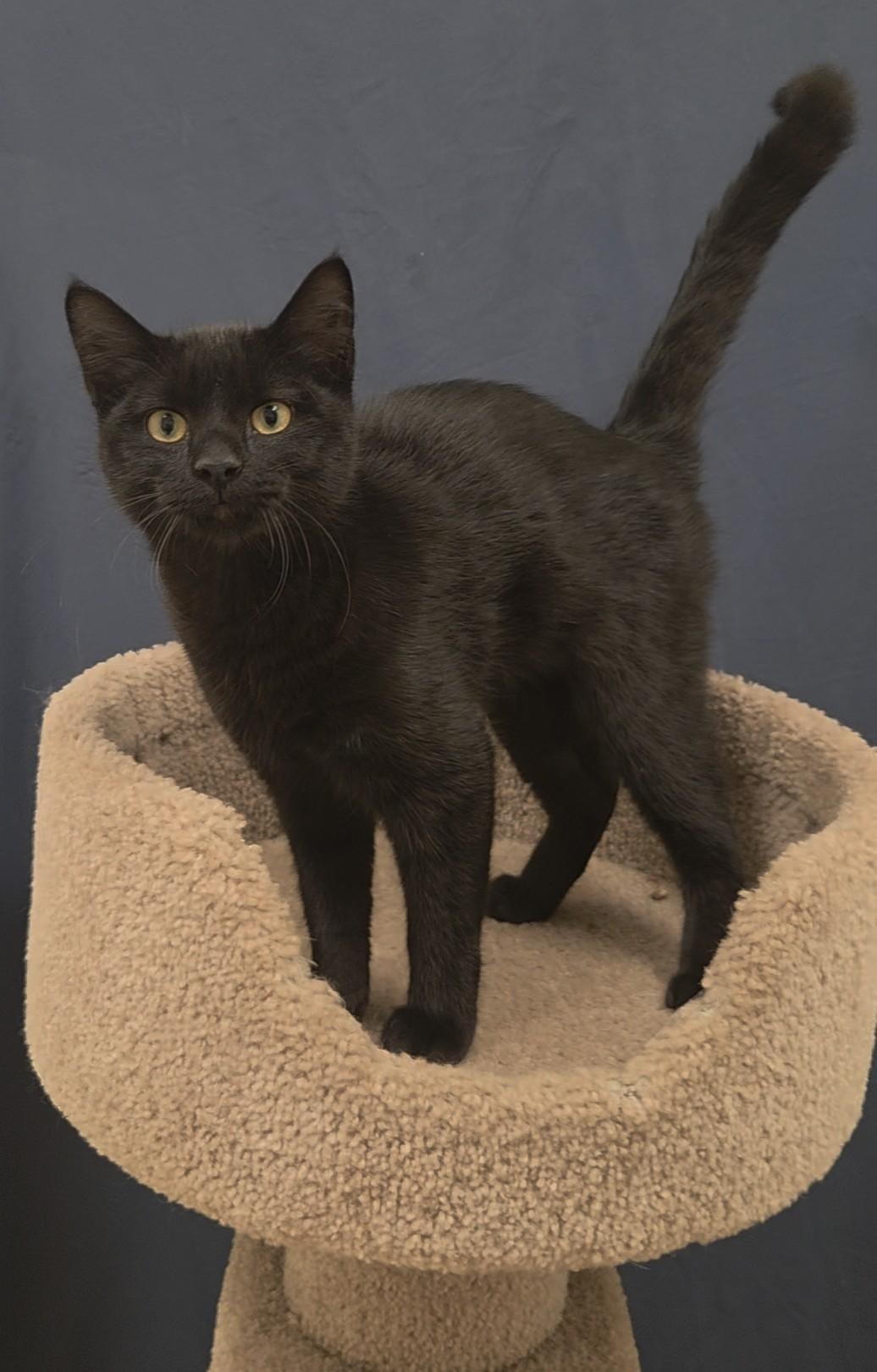 Mowgli, a ADOPTABLE Domestic Short Hair in Red Wing, MN image 5/5