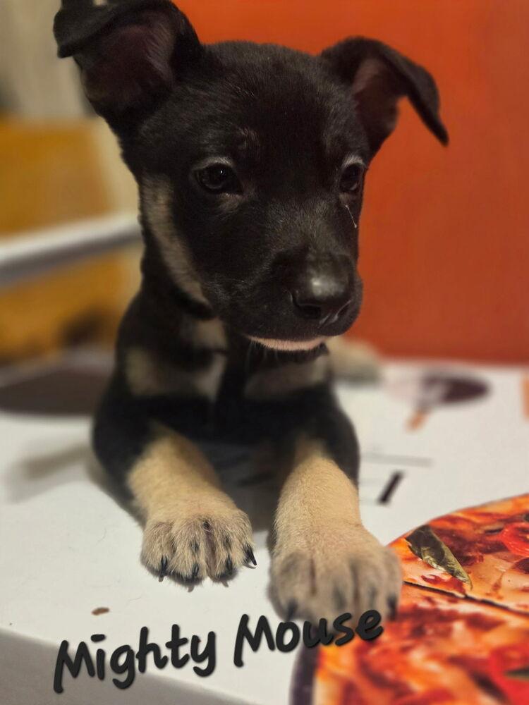 Mighty Mouse, adopted, Puppy Male Shepherd.
