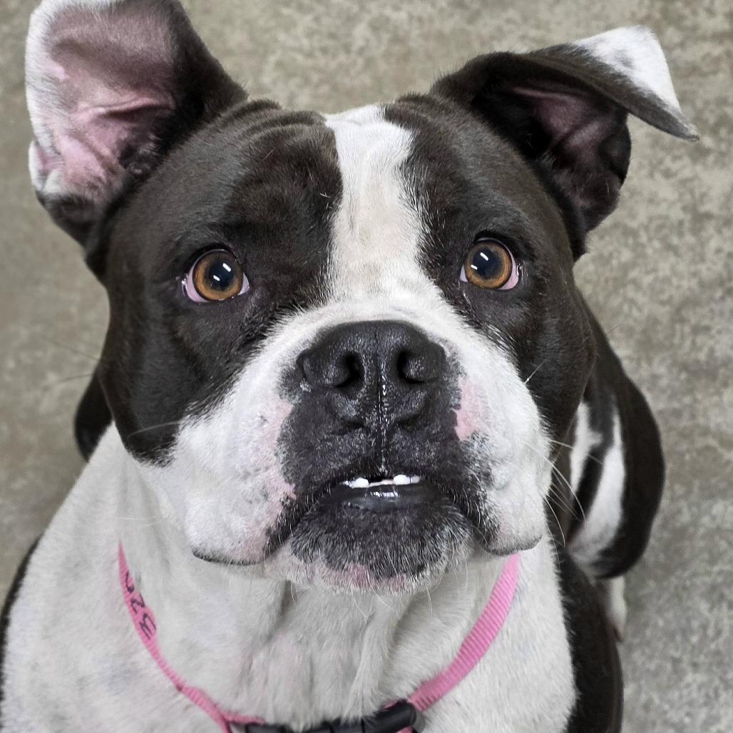 Enlarge STRAY DOG "Frenly", a Adoptable mixed breed in Saint Cloud, MN image 1/1