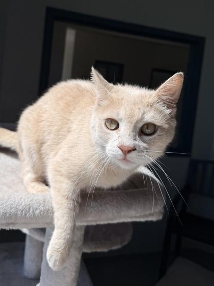 26-125 Nutmeg, Adoptable, Adult Female Domestic Short Hair & Domestic Short Hair.