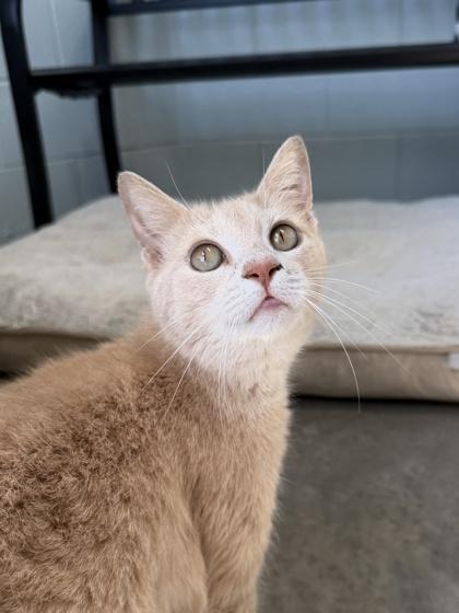 Enlarge 26-125 Nutmeg, a Adoptable mixed breed in Barnesville, GA image 2/3