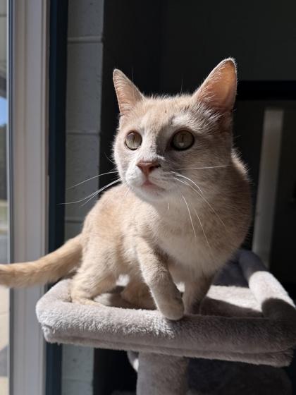 Enlarge 26-125 Nutmeg, a Adoptable mixed breed in Barnesville, GA image 3/3