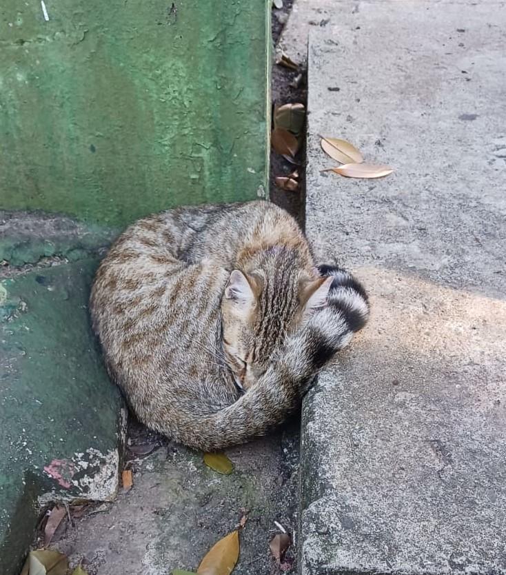 Enlarge Echo, a Adoptable Domestic Short Hair in Manchester, NH image 3/5