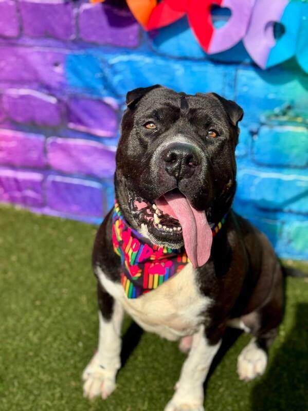 Enlarge Gunter, a Adoptable Mixed Breed in Miamitown, OH image 4/4