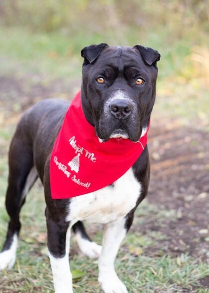 Enlarge Gunter, a Adoptable Mixed Breed in Miamitown, OH image 2/4