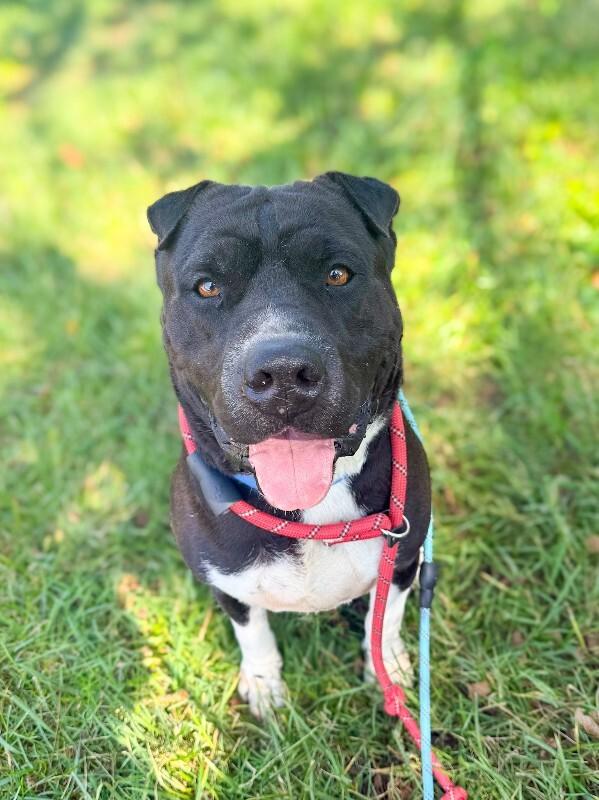 Enlarge Gunter, a Adoptable Mixed Breed in Miamitown, OH image 1/4