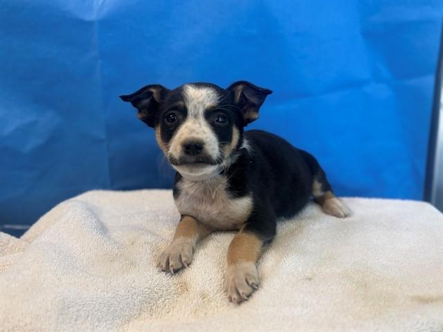 STELLA, Adoptable, Young Female Australian Shepherd & Mixed Breed.