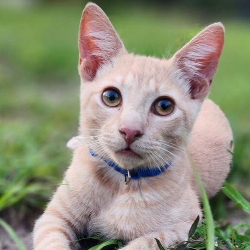 Bluey, Adoptable, Kitten Male Domestic Short Hair.