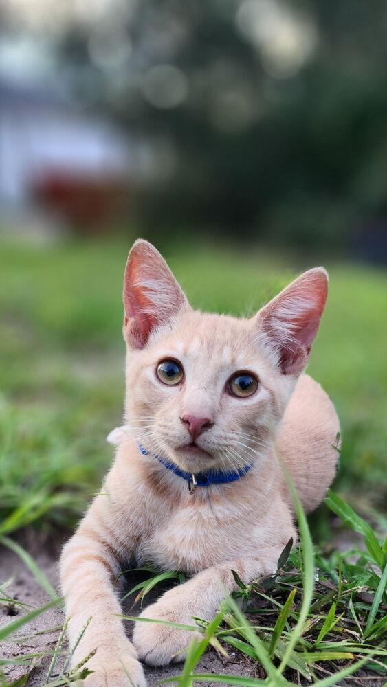 Bluey, Adoptable, Kitten Male Domestic Short Hair.