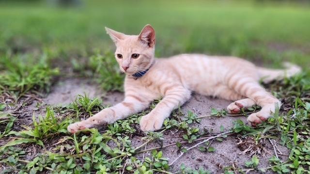 Enlarge Bluey, a Adoptable Domestic Short Hair in Saint Augustine, FL image 2/2