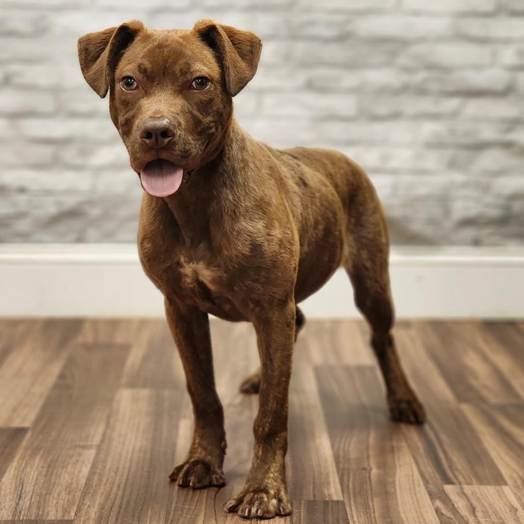 Tiger, a Adoptable Pit Bull Terrier in Montgomery, AL image 2/2