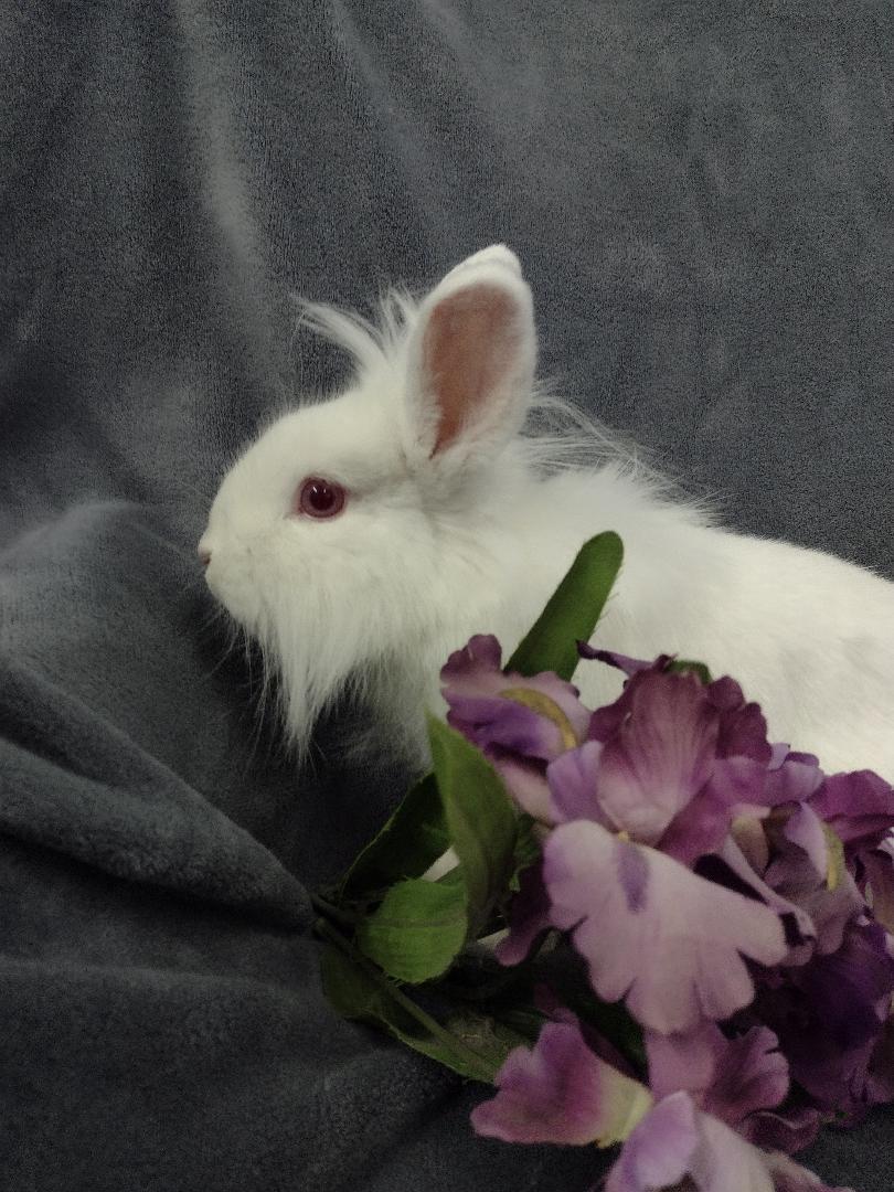 Magnolia, adopted, Young Female Lionhead.