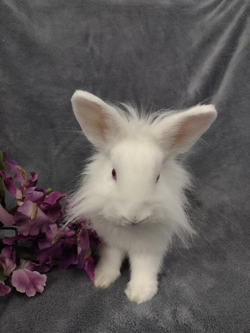 Enlarge Magnolia, an adopted Lionhead in Plymouth, MI image 2/3