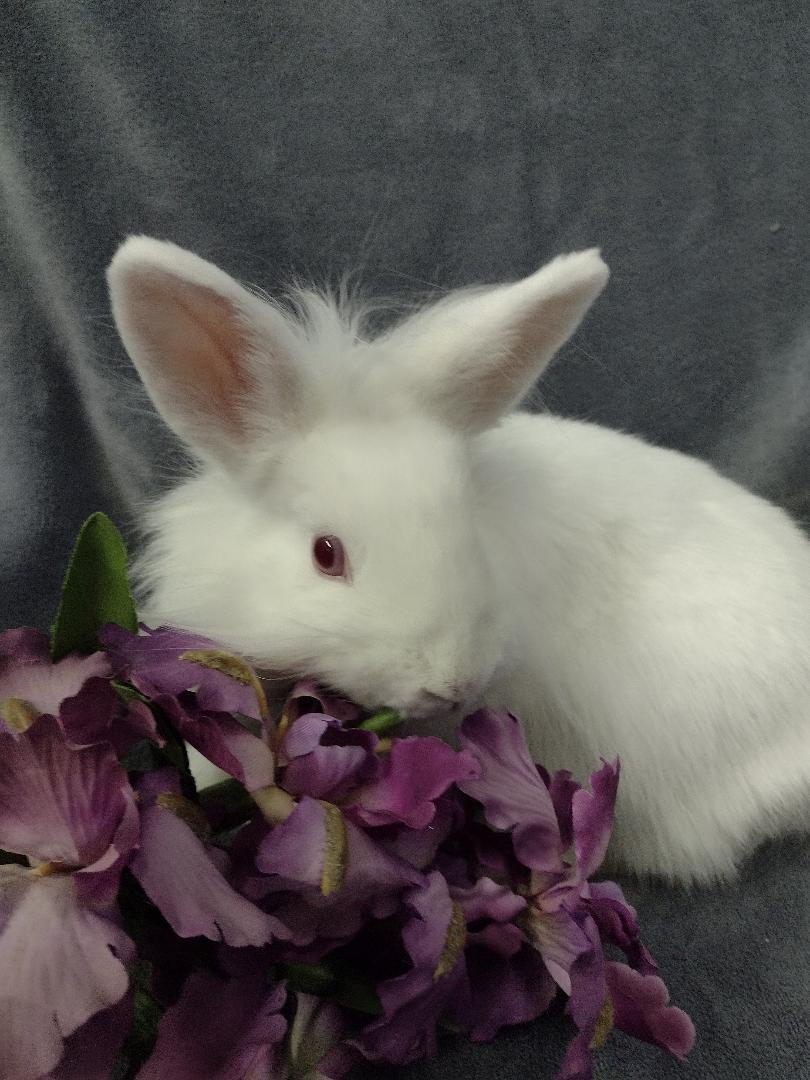 Enlarge Magnolia, an adopted Lionhead in Plymouth, MI image 3/3